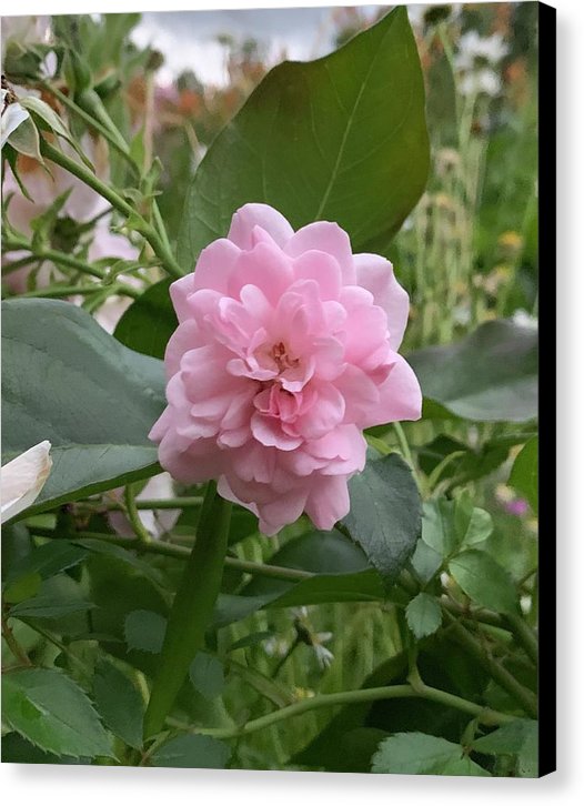 Evening Rose - Canvas Print