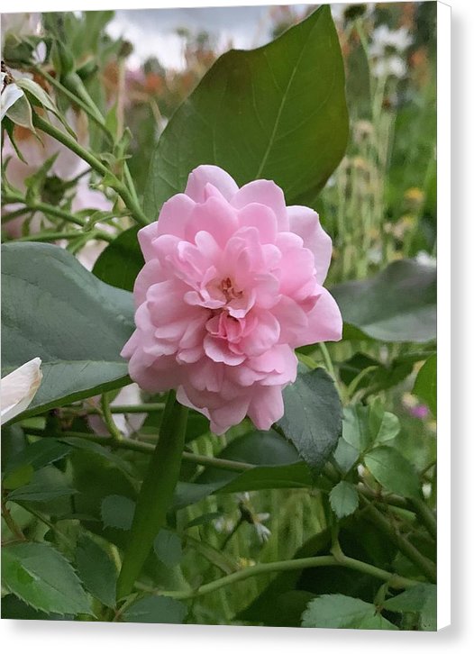 Evening Rose - Canvas Print