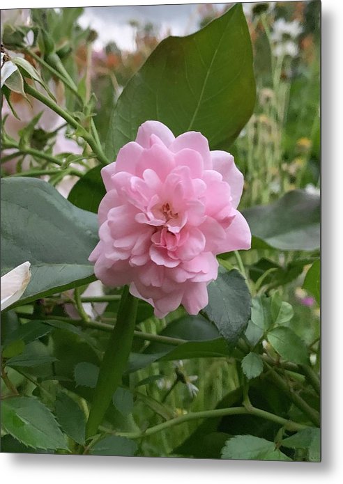 Evening Rose - Metal Print