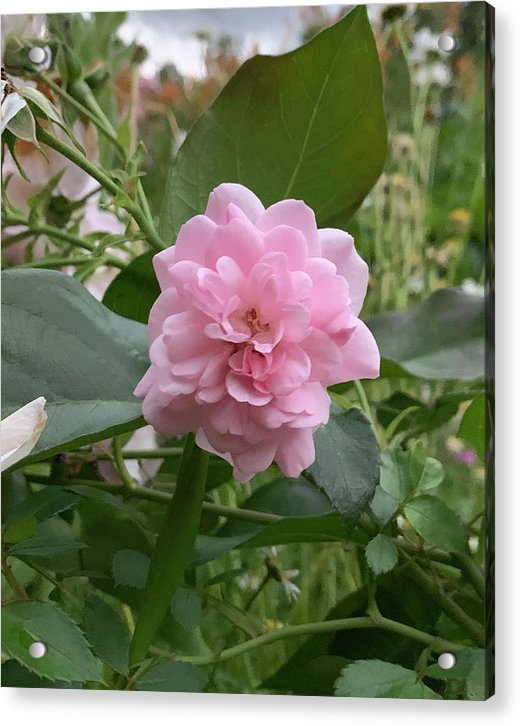 Evening Rose - Acrylic Print