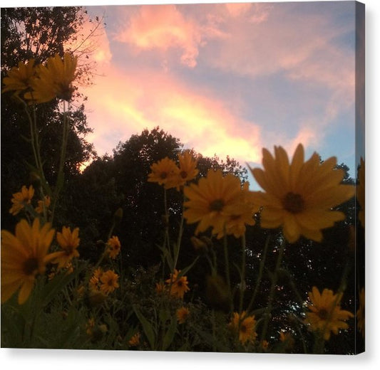 Jerusalem Artichoke Sunset - Canvas Print