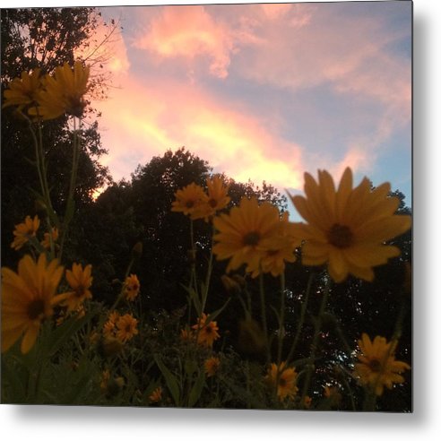 Jerusalem Artichoke Sunset - Metal Print