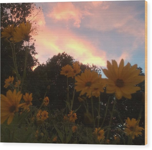 Jerusalem Artichoke Sunset - Wood Print