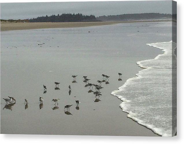Piping Plovers - Canvas Print