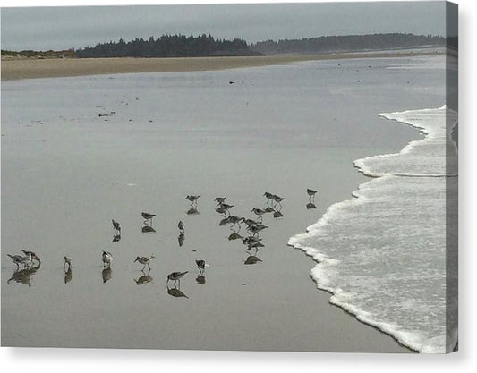Piping Plovers - Canvas Print