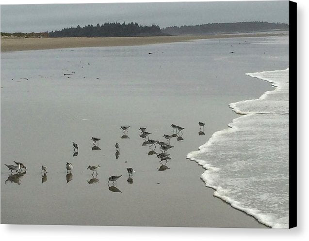 Piping Plovers - Canvas Print
