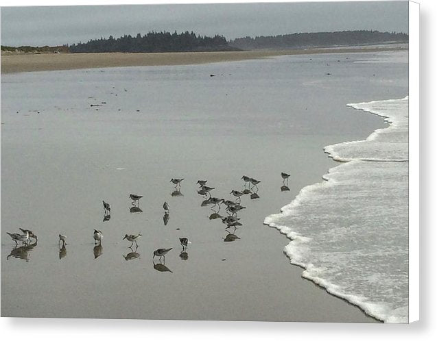 Piping Plovers - Canvas Print