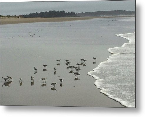 Piping Plovers - Metal Print