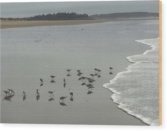 Piping Plovers - Wood Print