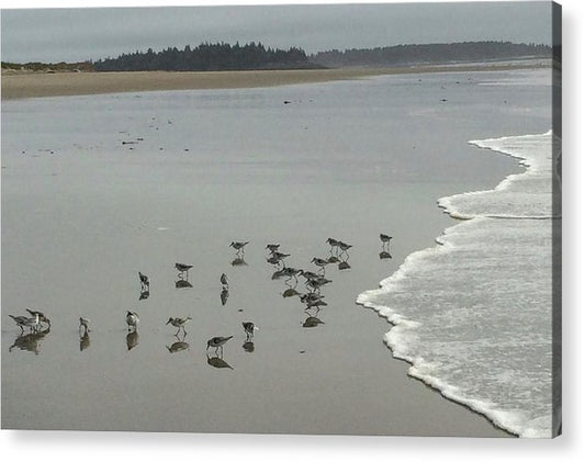 Piping Plovers - Acrylic Print